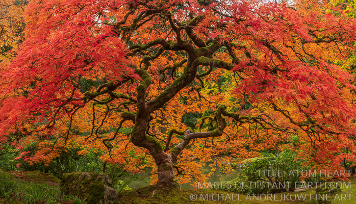Japanese Maple Luxury Fine Art Photography Wall Artwork Home Decor Michael Andrejkow Atom Heart