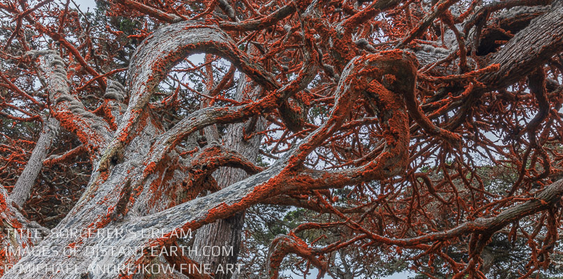 Sorcerers Dream Cypress Tree Fine Art Photography Luxury Home Decor Michael Andrejkow Artwork