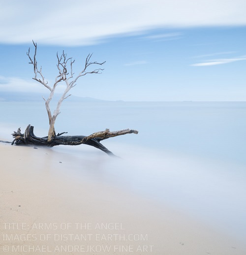 Arms of The Angel Tree Ocean Coast Long Exposure Luxury Fine Art Photography Collection Michael Andrejkow Artwork Wall Art
