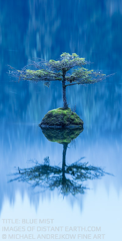 Blue Mist Bonsai Tree Fog Lake Temperate Rainforest Michael Andrejkow Luxury Fine Art Photography Collection Print Artwork Home Decor