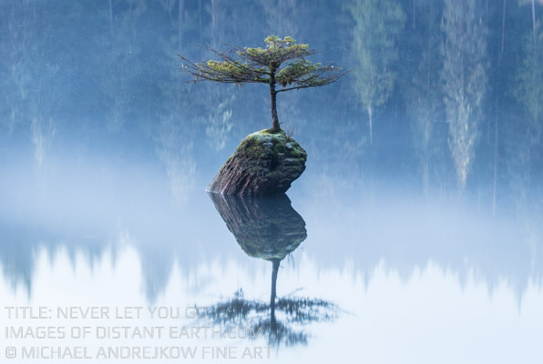 Never Let You Go Bonsai Tree Lake Log Fog Mist Temperate Rainforest Michael Andrejkow Luxury Fine Art Photography Collection Print Wall Artwork