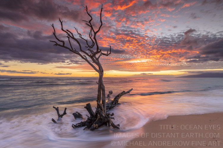 Ocean Eyes Ocean Seascape Tree Photography Island Sunset Michael Andrejkow Luxury Fine Art Print Collection Artwork