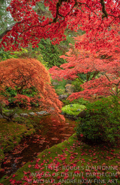 Rouges dAutomne Red Japanese Maple Tree Autumn Color Michael Andrejkow Luxury Fine Art Photography Print Collection Wall Artwork