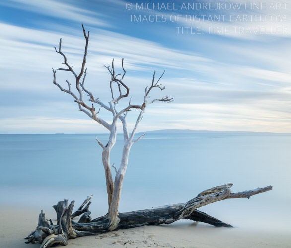 Time Traveller Tree Ocean Coast Long Exposure Luxury Fine Art Photography Collection Michael Andrejkow Wall Artwork