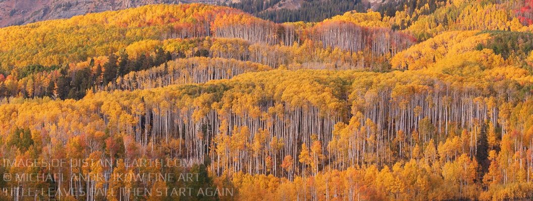Aspen Colorado Fall Colors Autumn Yellow Birch Quaking Aspen Tree Michael Andrejkow Luxury Fine Art Photography Collection Artwork Panorama Panoramic
