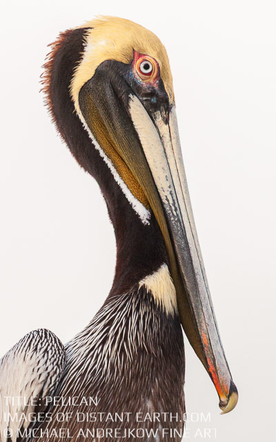 Pelican Bird Portrait Animal Wildlife Intimate Michael Andrejkow Luxury Fine Art Photography Collection Wall Artwork Home Decor Interior Design Abstract