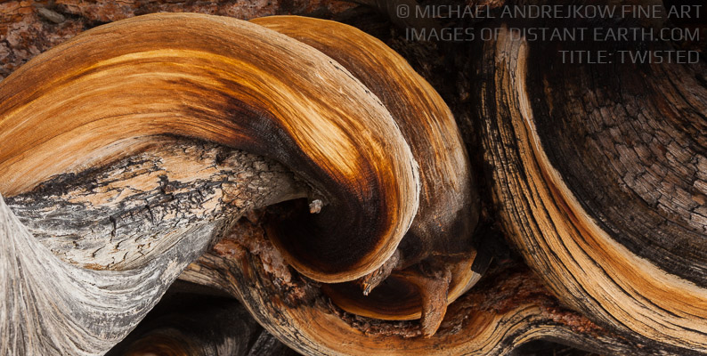 Twisted Tree Trunk Abstract Panorama Michael Andrejkow Luxury Fine Art Photography Collection Wall Artworks Home Decor Interior Design Prints For Sale