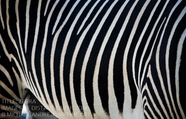 Zebra Stripe Pattern Abstract Animal Wildlife Horse Michael Andrejkow Luxury Fine Art Photography Collection Wall Artwork Home Decor Interior Design