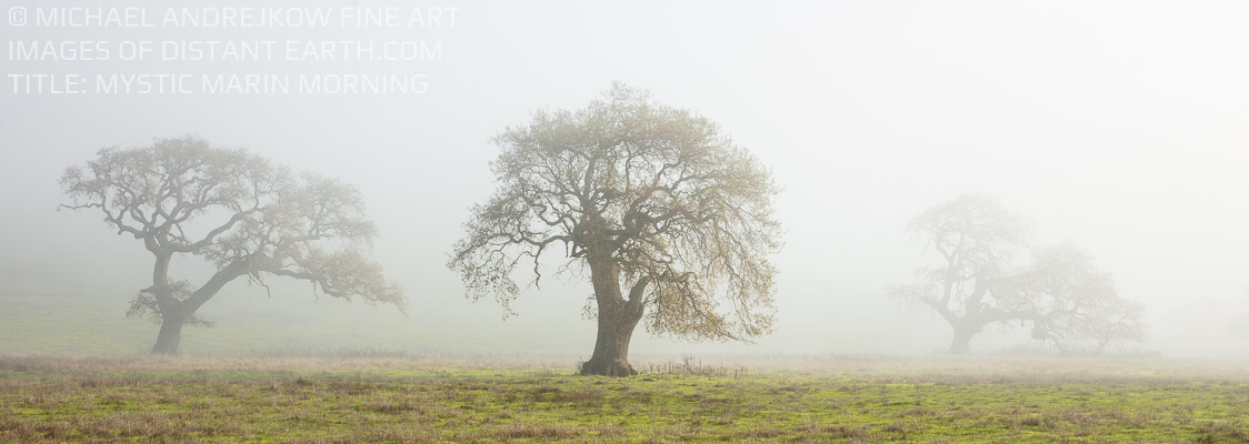 Mystic Marin Morning Oak Trees Fog Mist California Michael Andrejkow Luxury Fine Art Photography Collection Panorama Panoramic Wall Artworks Wall Home Decor Prints For Sale